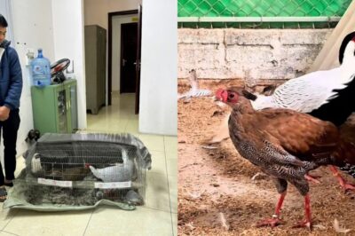 12 năm nghiên cứu với 10 tỷ, số phận đàn bò tót lai ở Ninh Thuận khiến nhiều người thương xót