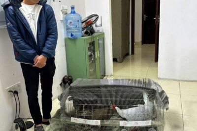 Tin vui nối tiếp tin vui với người đàn ông phải đi tòo 6 năm vì gà lôi trắng: Vậy là gia đình an tâm rồi…