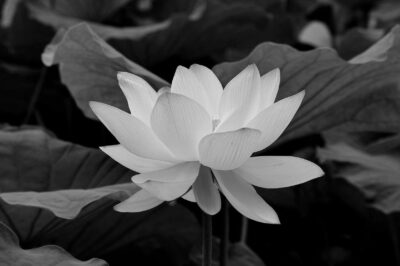 Trời ơi vừa mới nghe tin nh:.ập v:.iệ:.n mà nay người đã không còn, xin chia buồn với vị nhạc sĩ sáng tác bao bài ca b:.ấ:.t h:.ủ cho đất nước